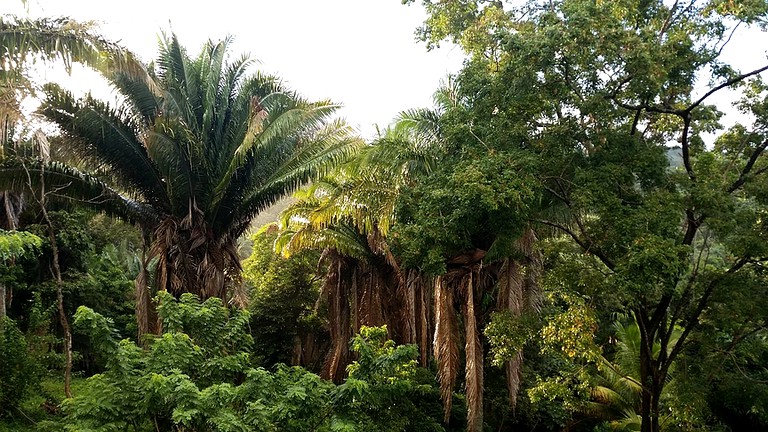 Cabins (Roatan, Islas de la Bahía, Honduras)