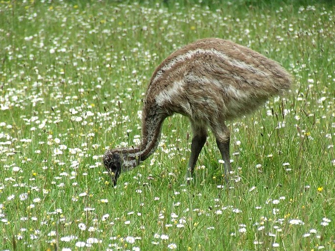 Nature Lodges (Ramarama, North Island, New Zealand)