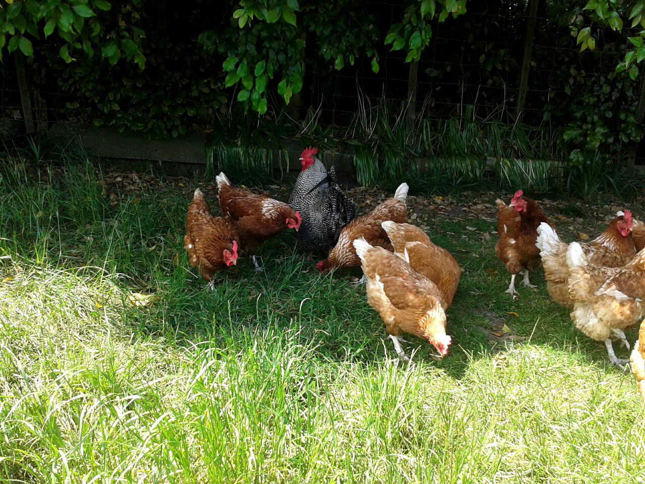 Bed and Breakfast overlooking a Stunning Valley near Auckland, North Island