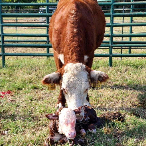 Cottages (United States of America, Granbury, Texas)