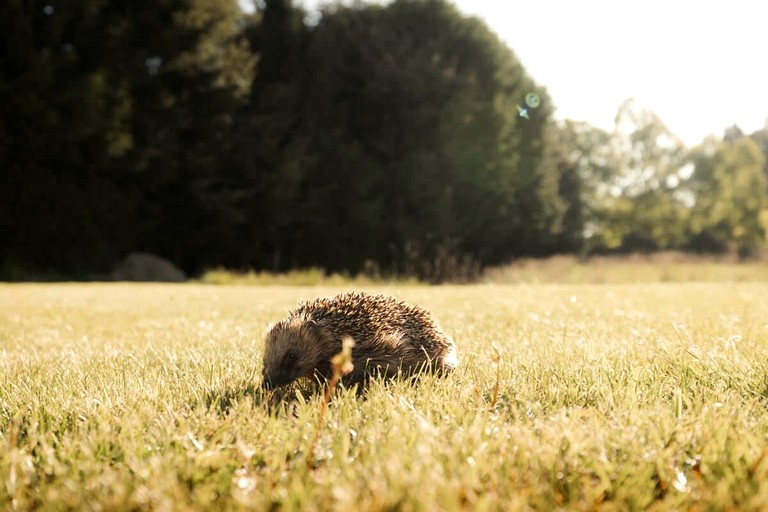 Tiny Houses (New Zealand, Te Anau, South Island)