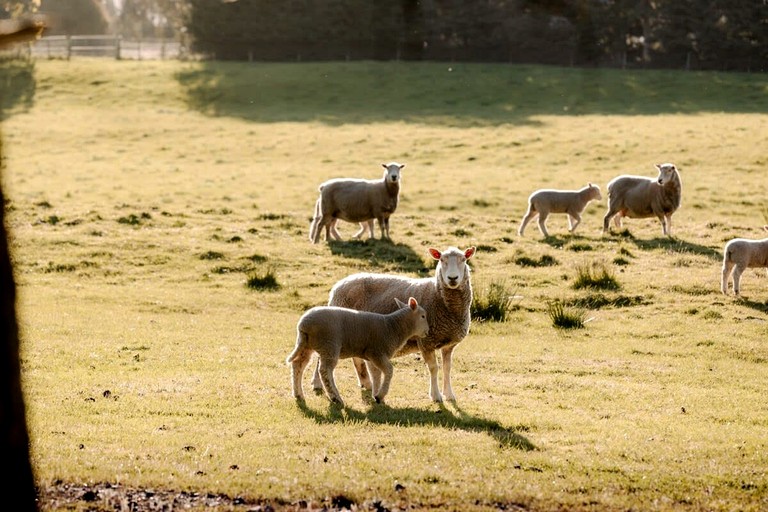Tiny Houses (New Zealand, Te Anau, South Island)