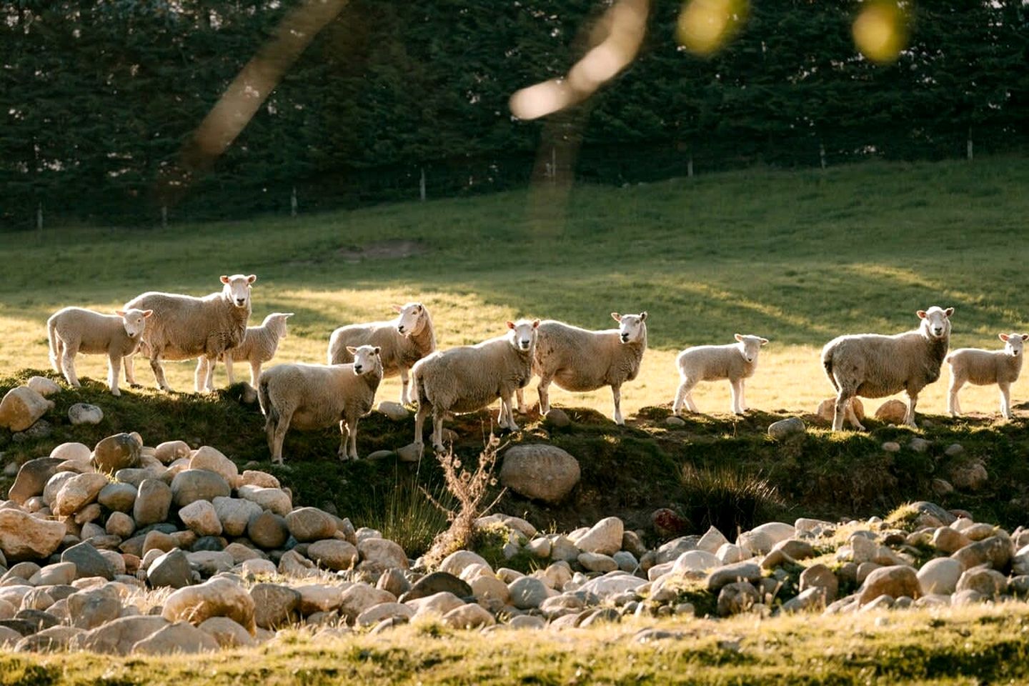 Rural Tiny House with Amazing Starry Night and Sunset Views in Te Anau, South Island