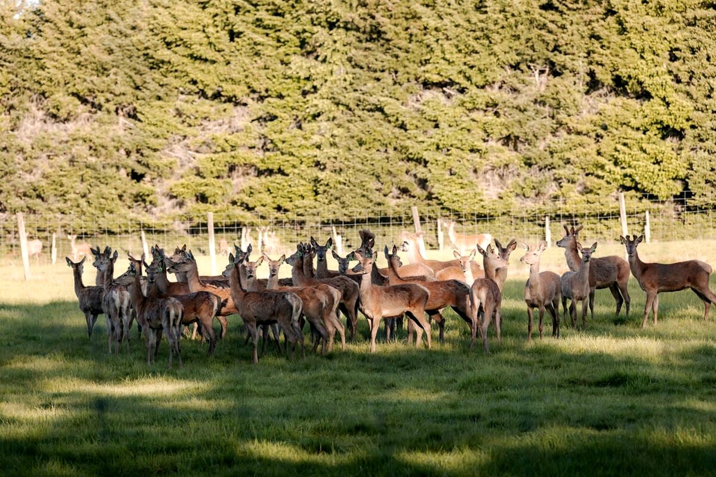 Rural Tiny House with Amazing Starry Night and Sunset Views in Te Anau, South Island