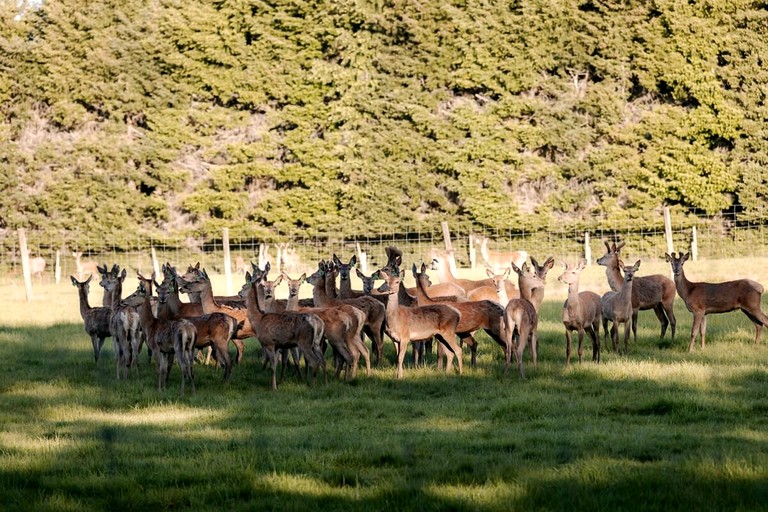 Tiny Houses (New Zealand, Te Anau, South Island)