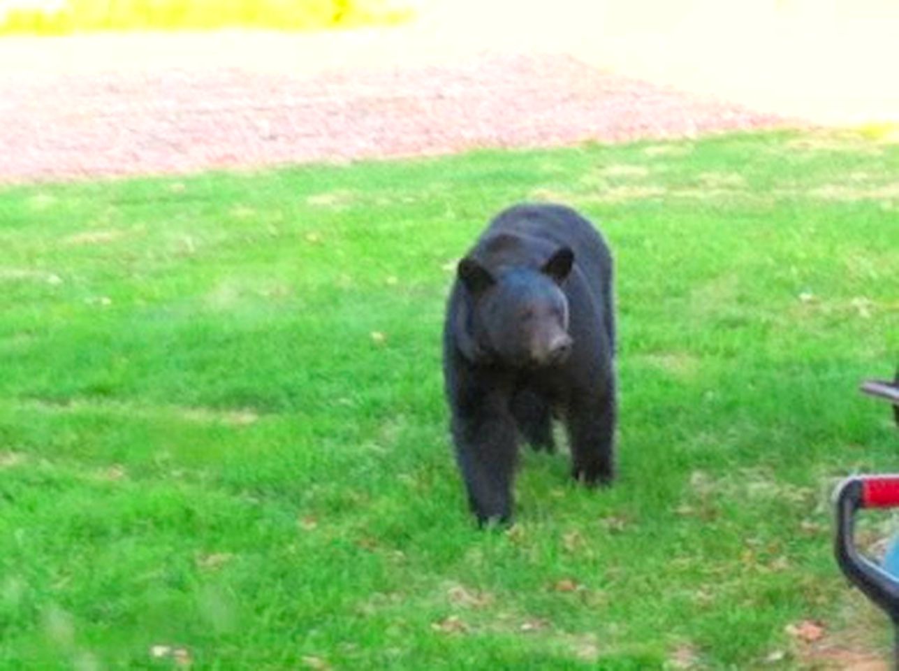 Rustic and Cozy Cabin Rental near Cherry Springs State Park, Pennsylvania