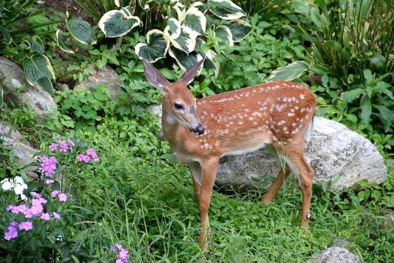 Cabins (United States of America, Gilmer County, Georgia)