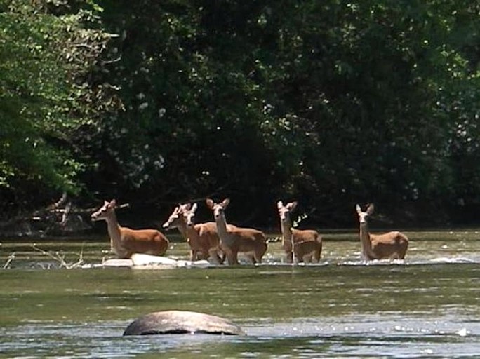 Cabins (United States of America, Gilmer County, Georgia)