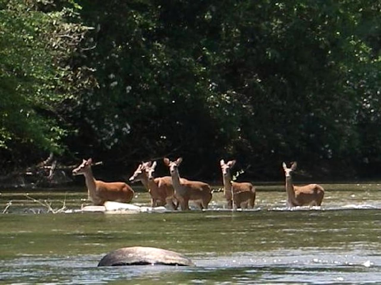 Rustic Cabin Getaway with Cozy Charm & Serene Surroundings in Gilmer County, Georgia