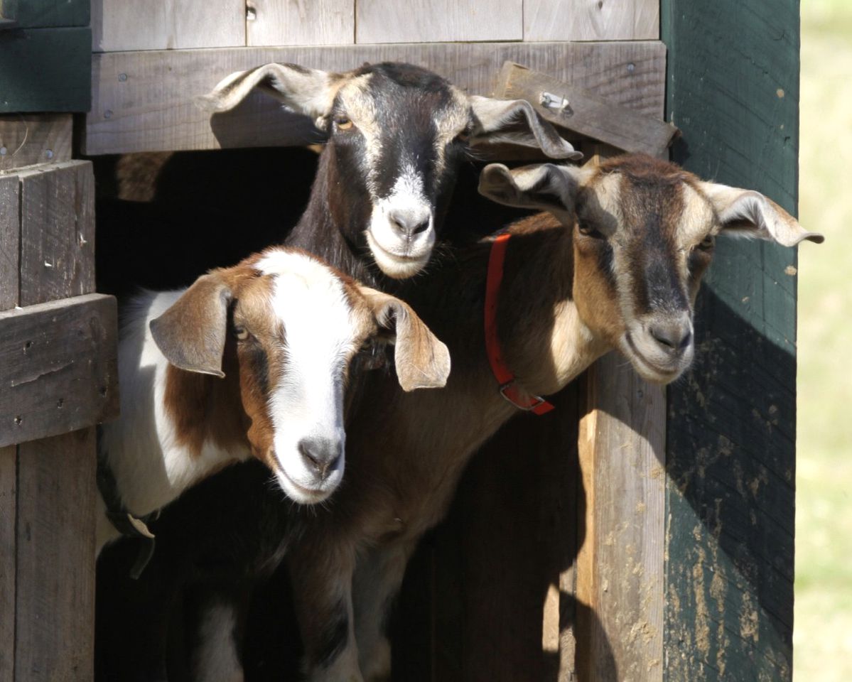 Rustic Cabin on Organic Farm and Creamery in Maine