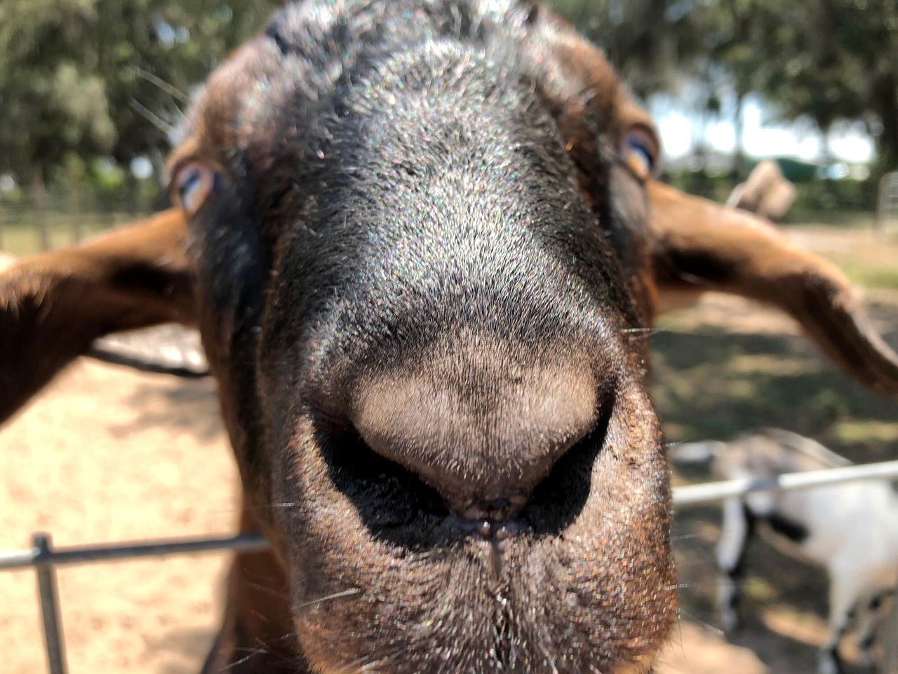 Rustic Cabin Rental on a Charming Farm near Orlando, Florida