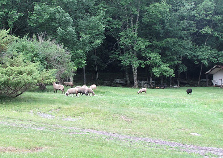 Safari Tents (Jeffersonville, New York, United States)