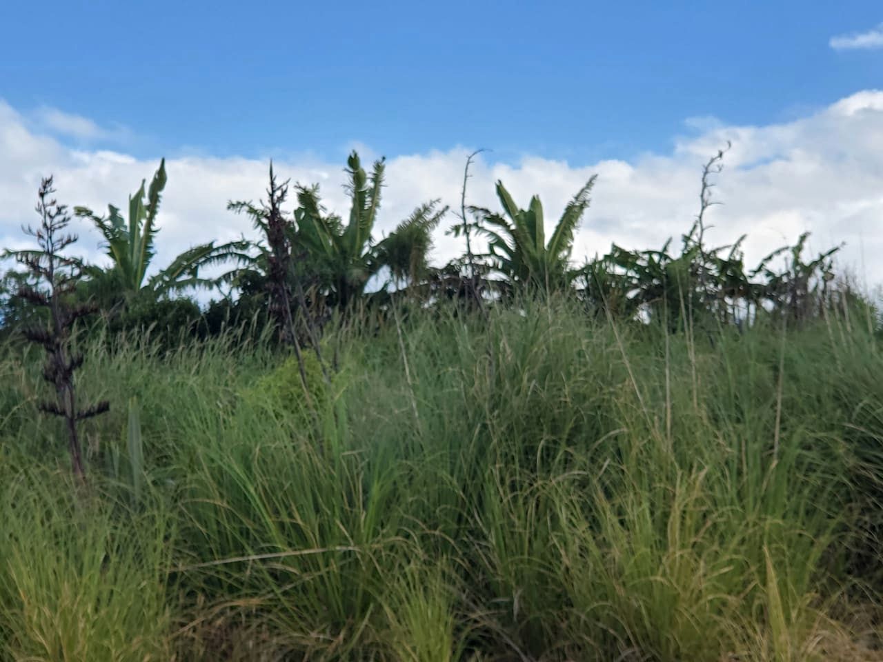 Rustic Glamping Dome in a Rural Setting near Waipu, North Island