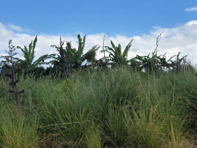 Domes (New Zealand, Waipu, Northland)