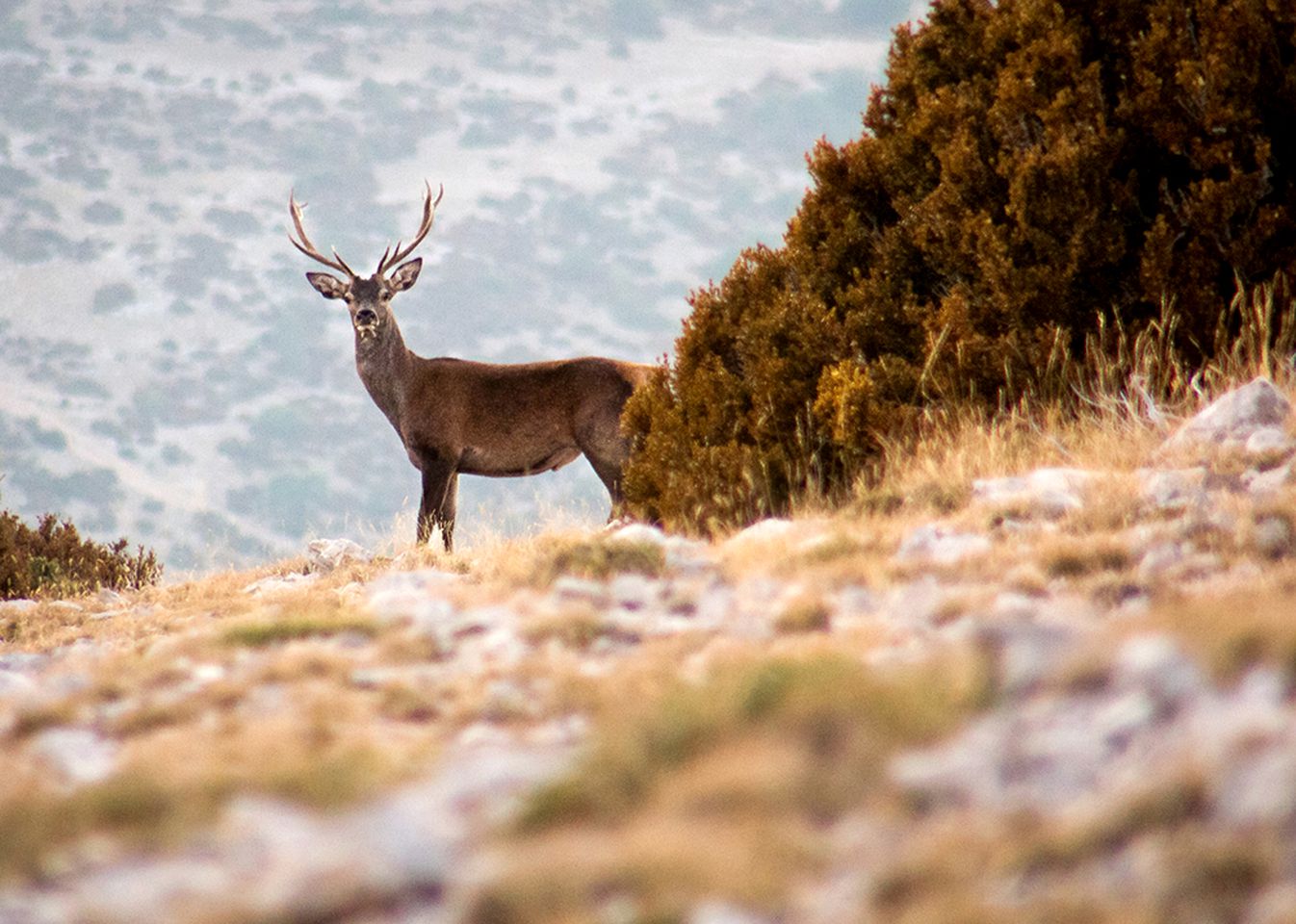 Rustic Luxury Cabins in the Catalonia Pyrenees near Andorra, Spain