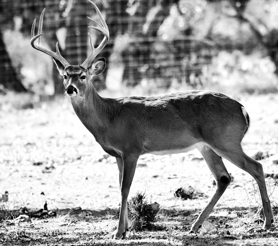 Rustic Ranch Hideaway Cabin with Stargazing & Sunset Views near Kerrville in Mountain Home, Texas