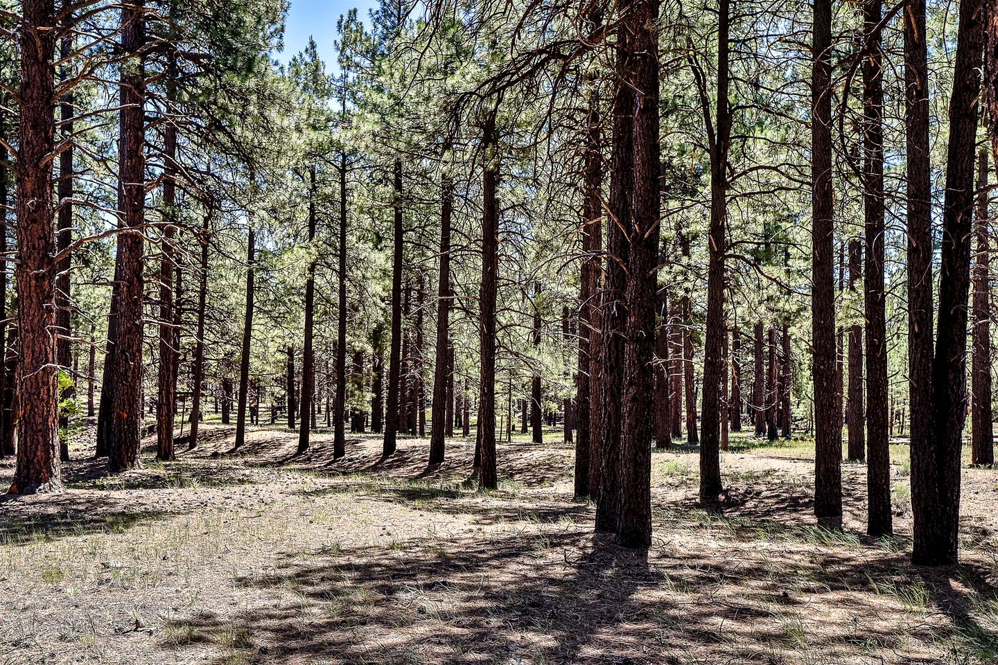 Authentic One Hundred Year Old Log Cabin in the Kaibab Forest, near the Grand Canyon, Arizona
