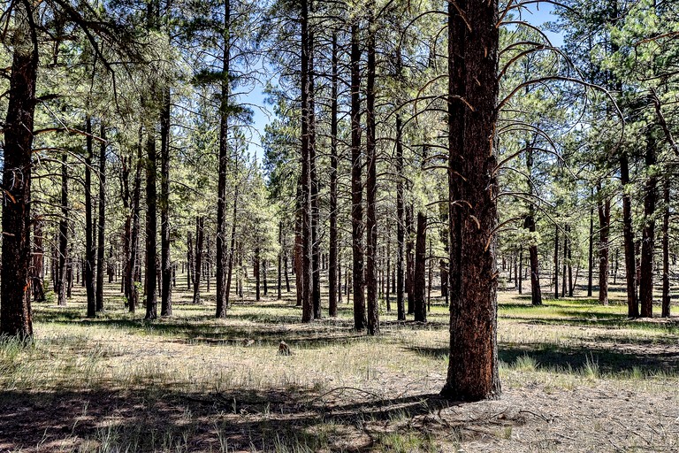 Vacation Rentals (United States of America, Parks, Arizona)