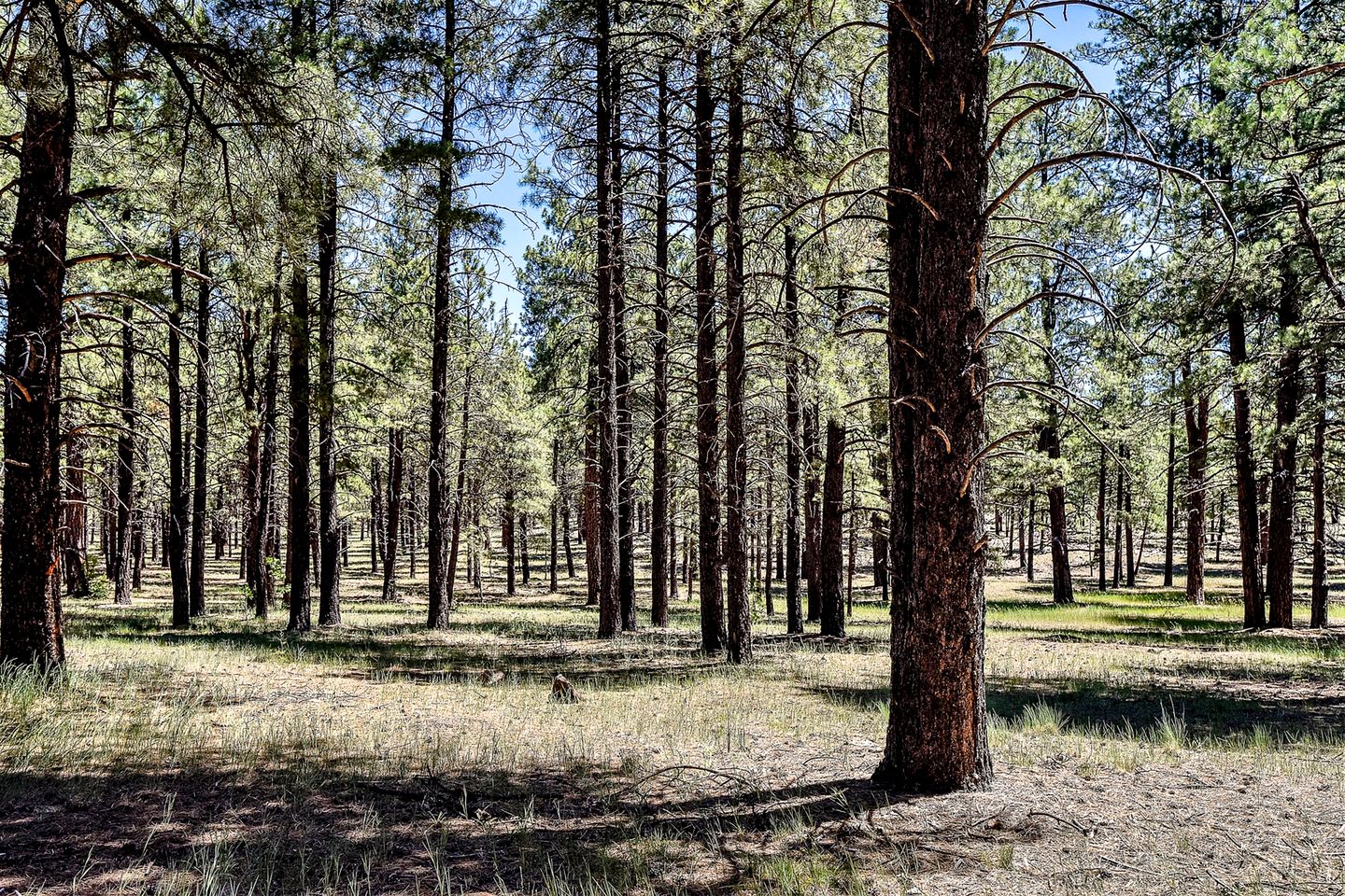 Authentic One Hundred Year Old Log Cabin in the Kaibab Forest, near the Grand Canyon, Arizona