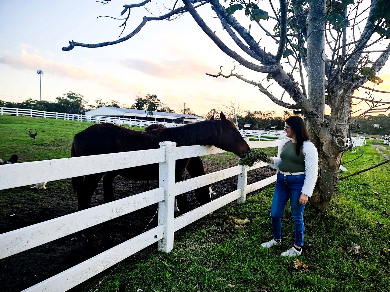 Rustic Tiny House Stay with Horse Encounters near Brisbane Water National Park, Calga NSW