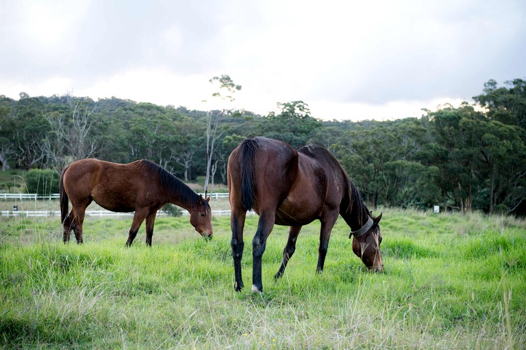 Tiny Houses (Australia, Glenworth Valley, New South Wales)
