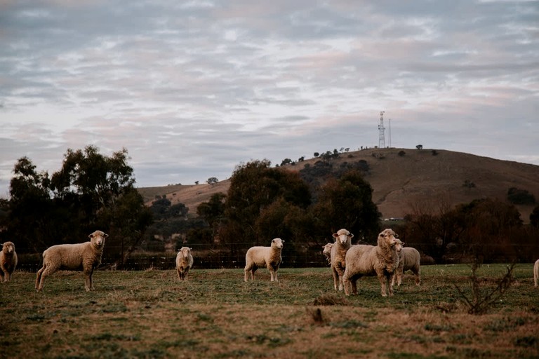 Tiny Houses (Australia, Boorowa, New South Wales)