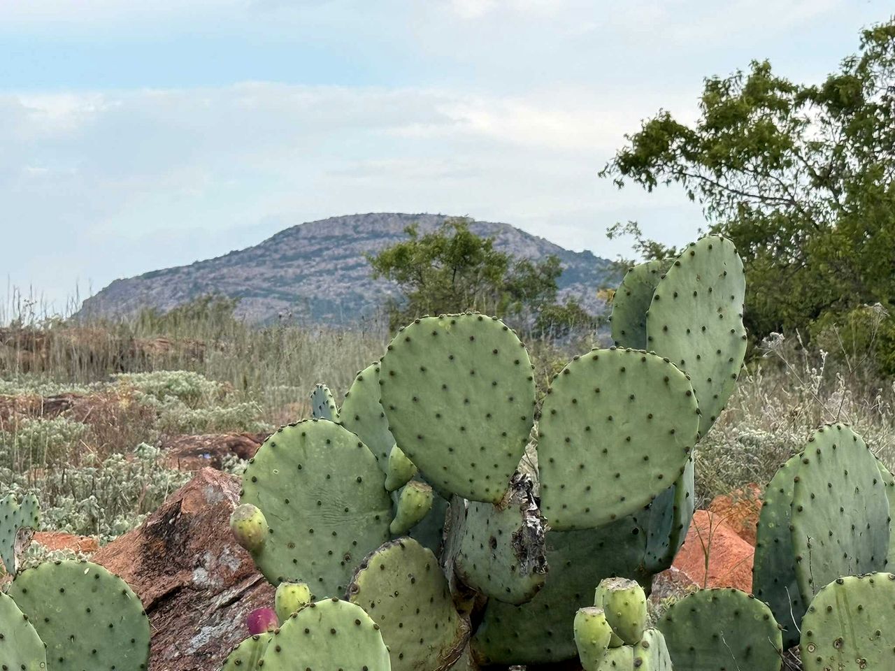 Cozy Tiny House Retreat with Rooftop Deck near Fort Sill in Medicine Park, Oklahoma