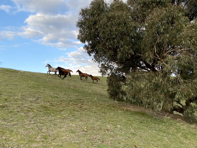 Vacation Rentals (Australia, --, --)