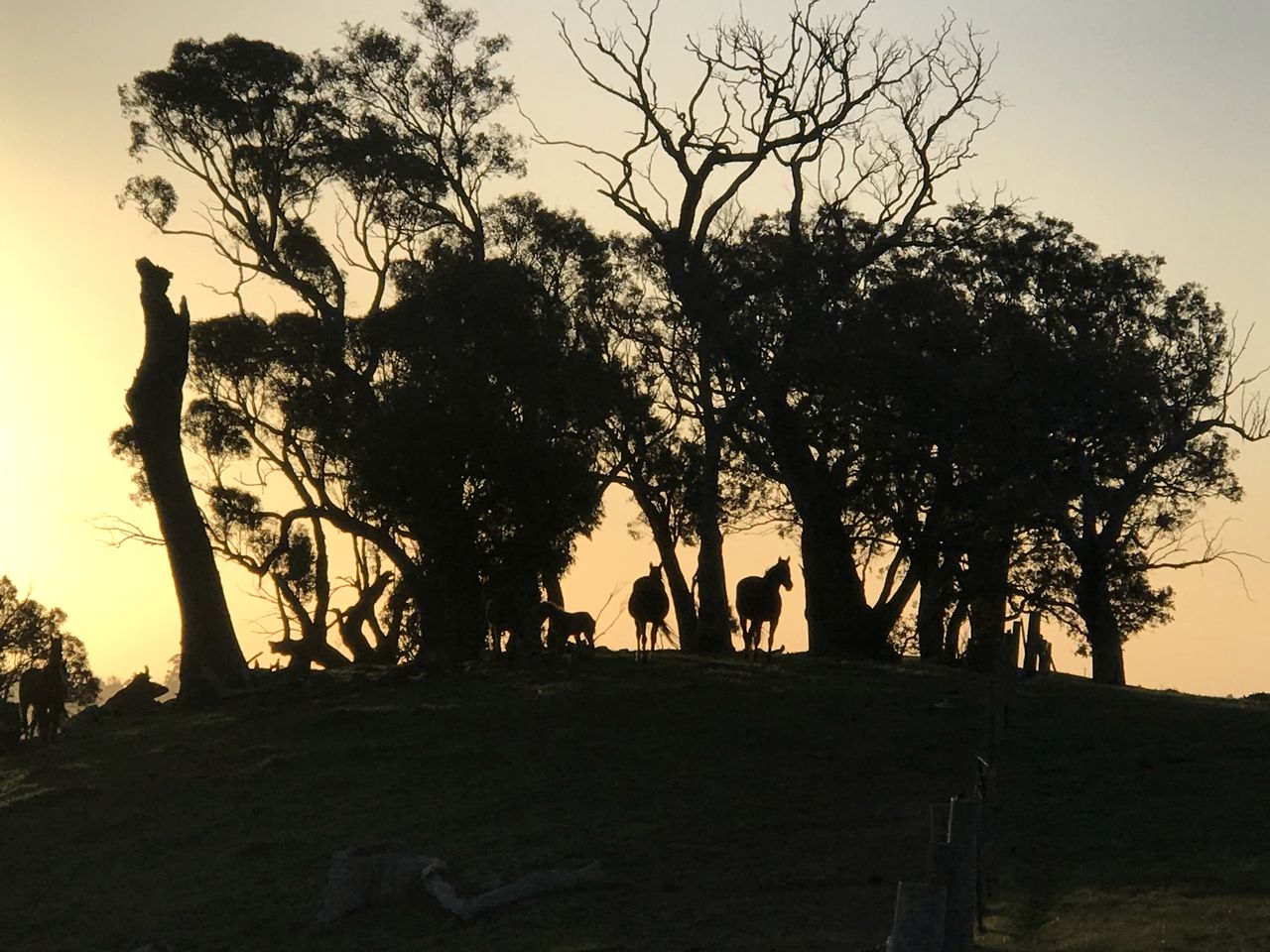 Off Grid Tiny House Glamping on a Victoria Horse Farm