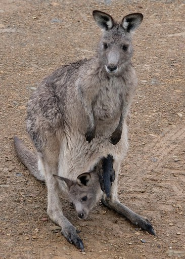 Vacation Rentals (Australia, --, --)