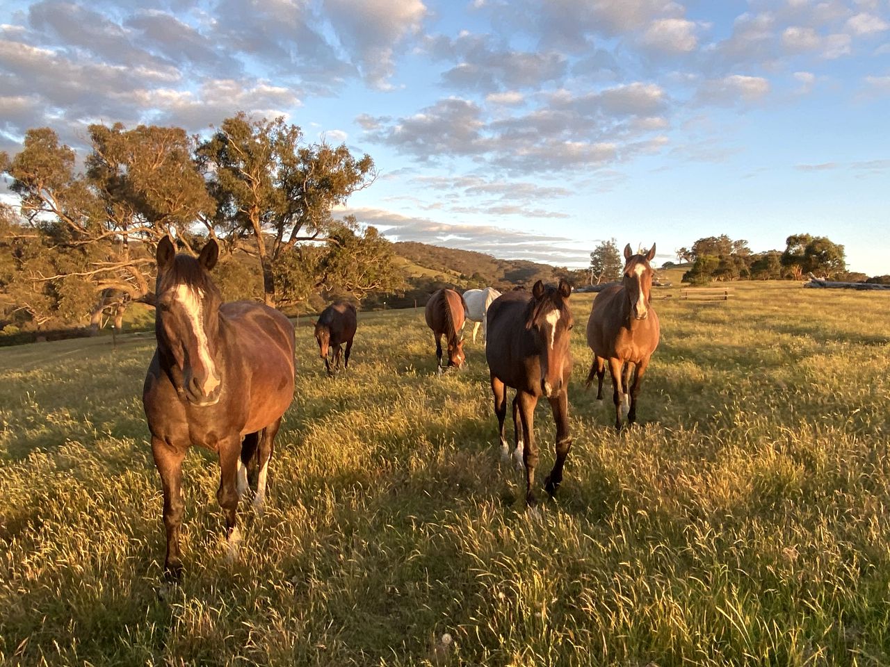 Off Grid Tiny House Glamping on a Victoria Horse Farm