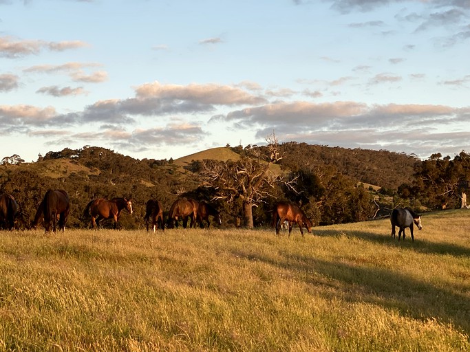 Vacation Rentals (Australia, --, --)