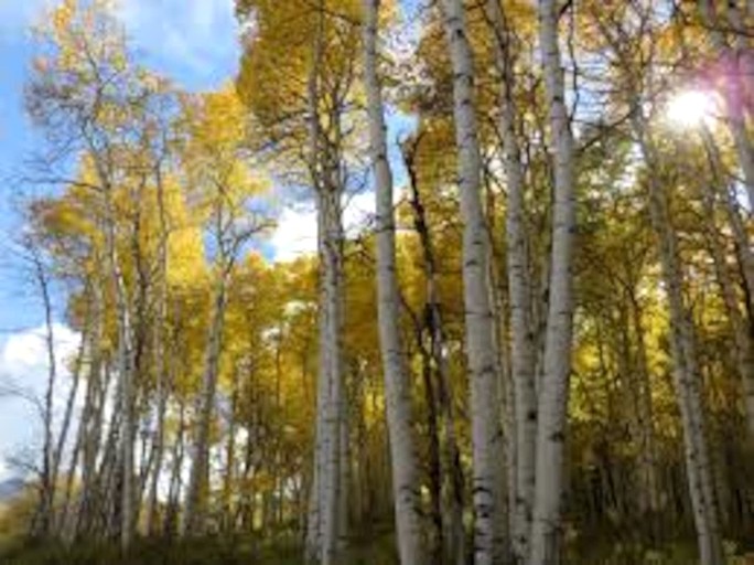 Cabins (United States of America, Driggs, Idaho)