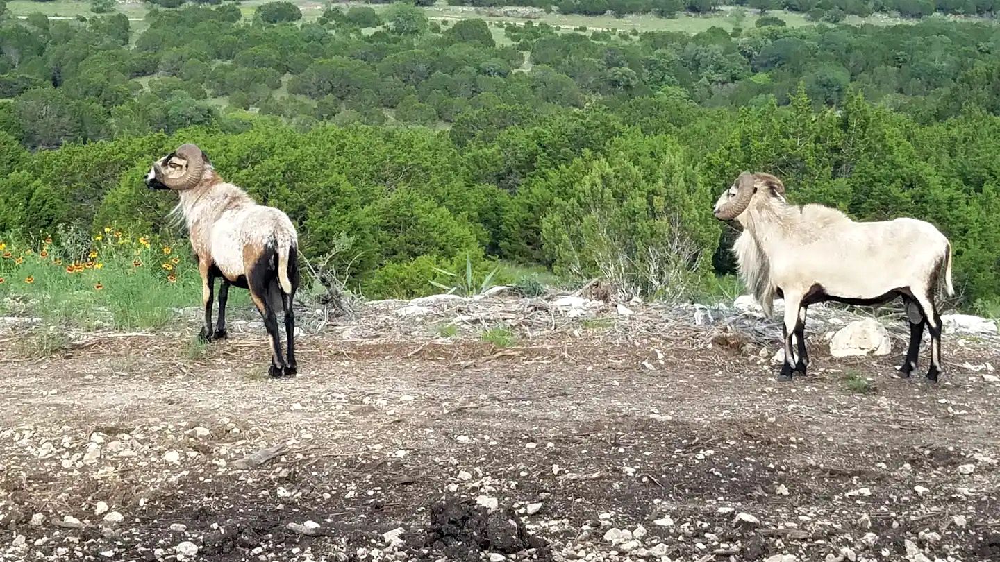 Safari Style Glamping Experience in the Heart of Texas Hill Country, Perfect for Animal Lovers