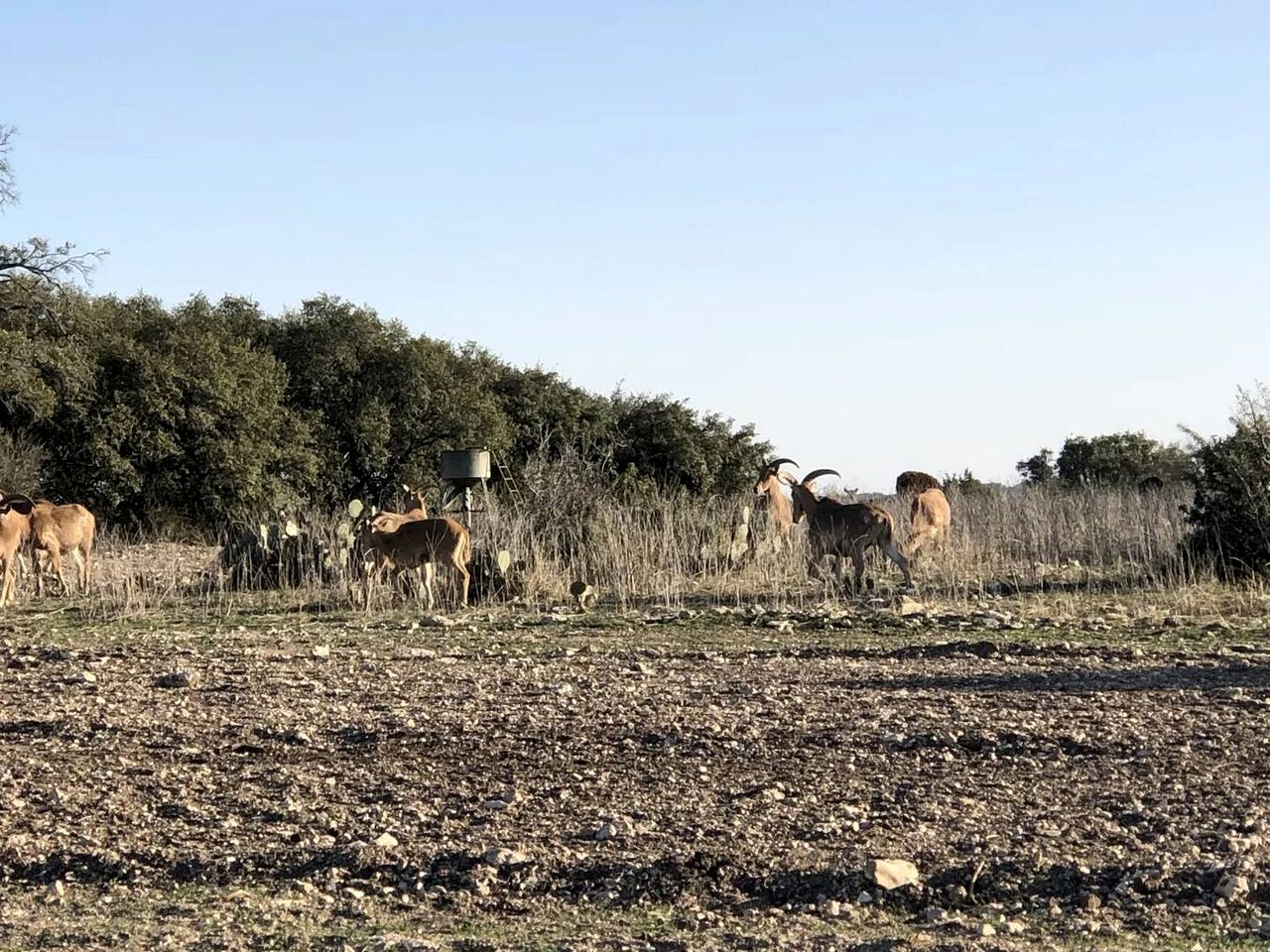 Safari Style Glamping Experience in the Heart of Texas Hill Country, Perfect for Animal Lovers