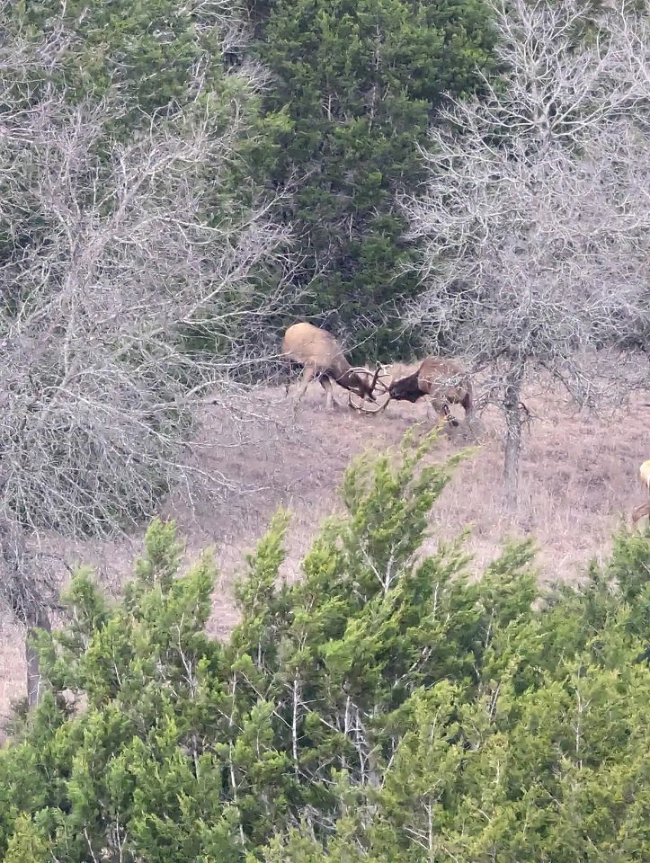 Safari Style Glamping Experience in the Heart of Texas Hill Country, Perfect for Animal Lovers