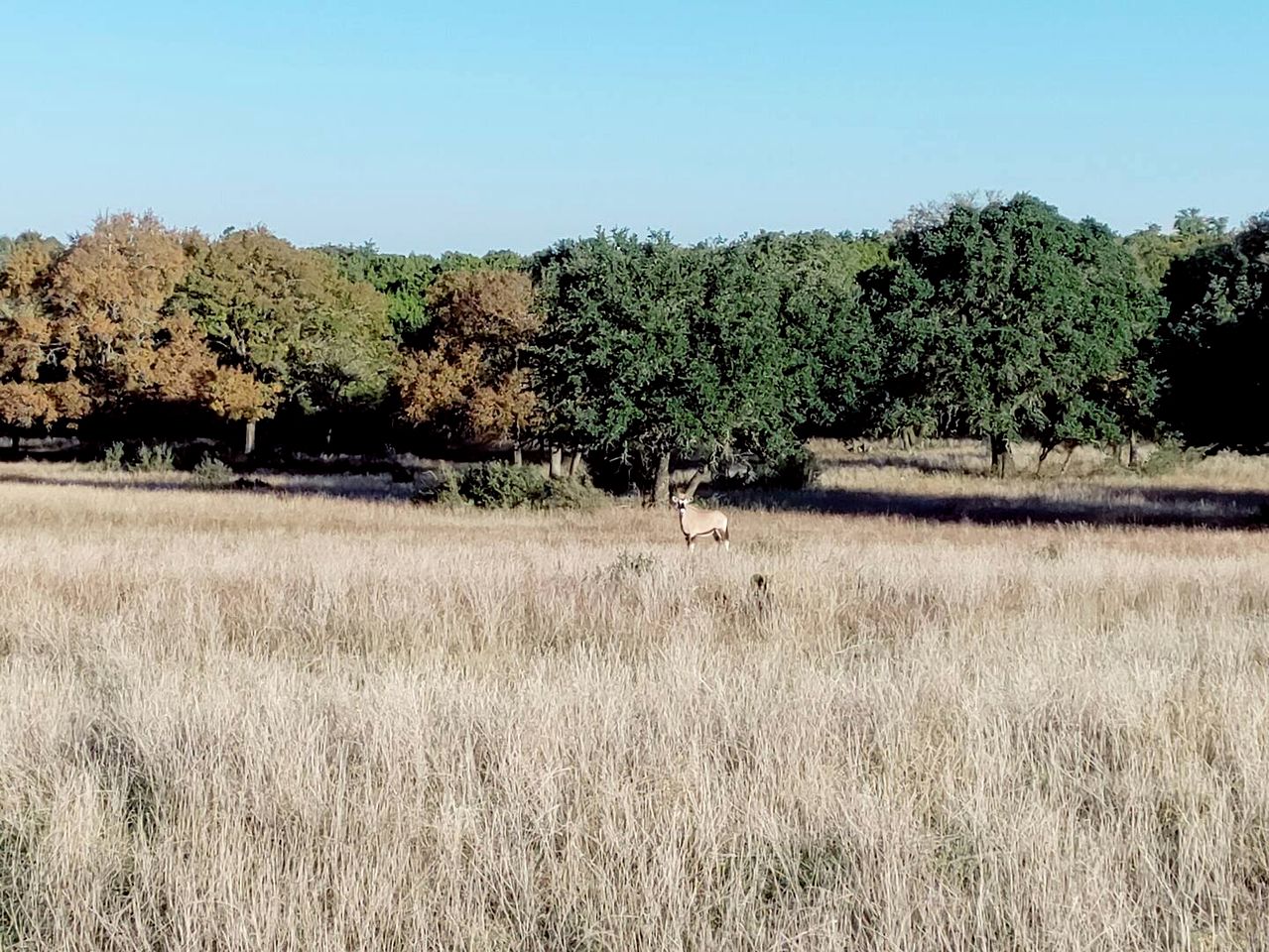 Safari Style Glamping Experience in the Heart of Texas Hill Country, Perfect for Animal Lovers