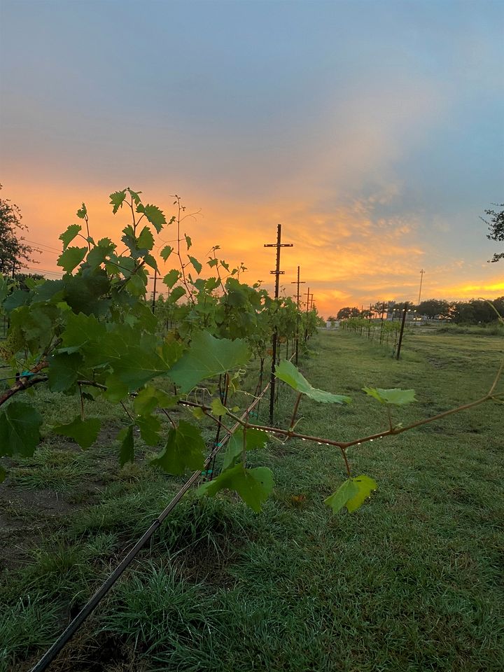 Safari Tent for Two for Romantic Weekends Away at a Working Winery near Fredericksburg, Texas