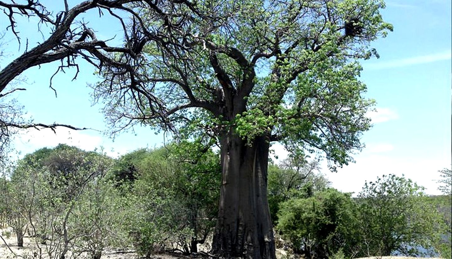 Safari Tents Pitched on Nature Bush Camp Near Okavango Delta, Botswana