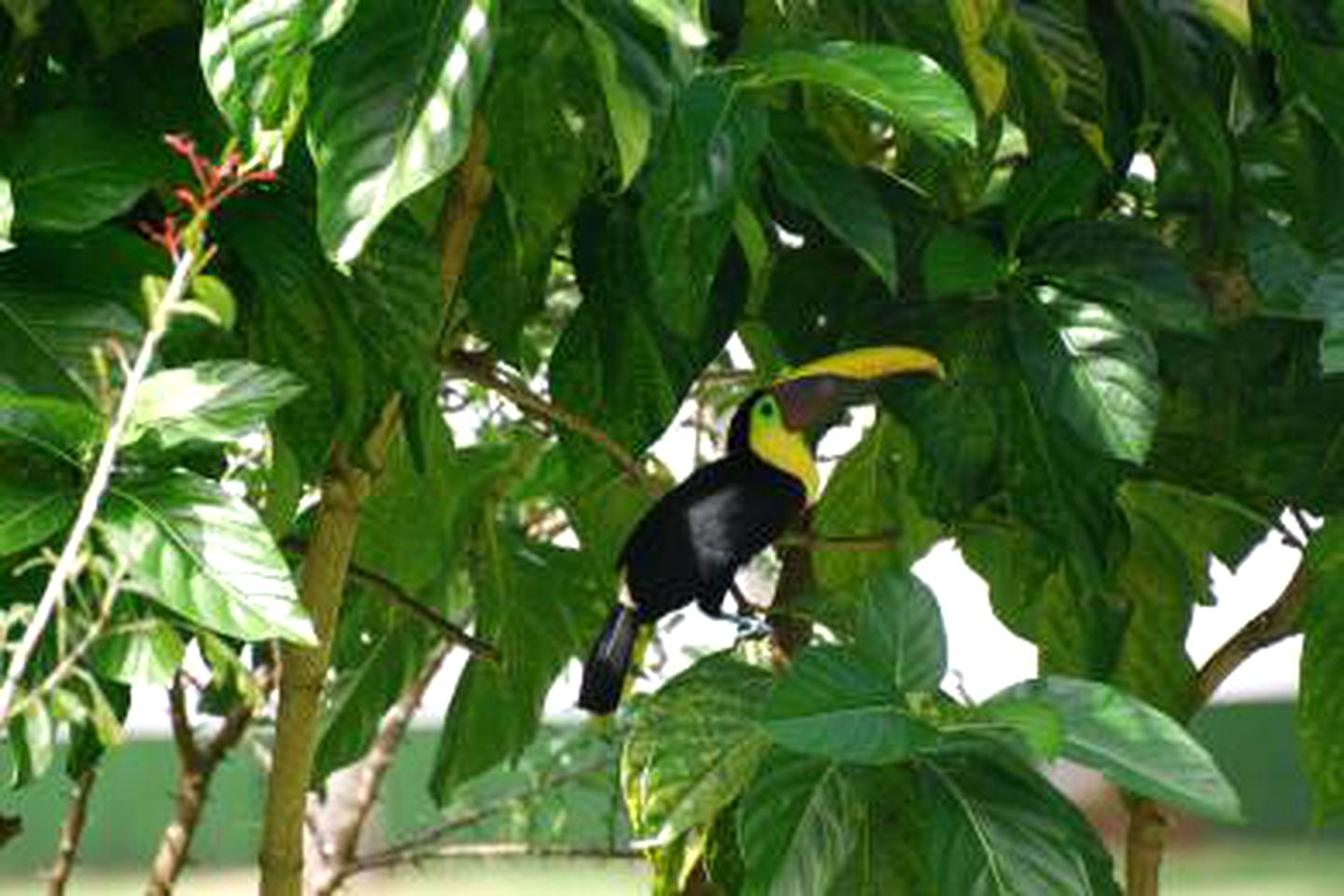 Unique Tented Accommodations with Tropical Garden Views in Puntarenas, Costa Rica