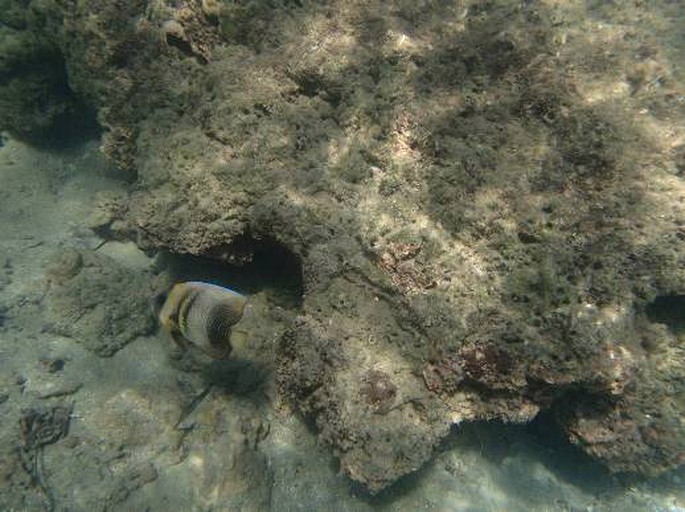 Cabins (Golfito, Puntarenas, Costa Rica)