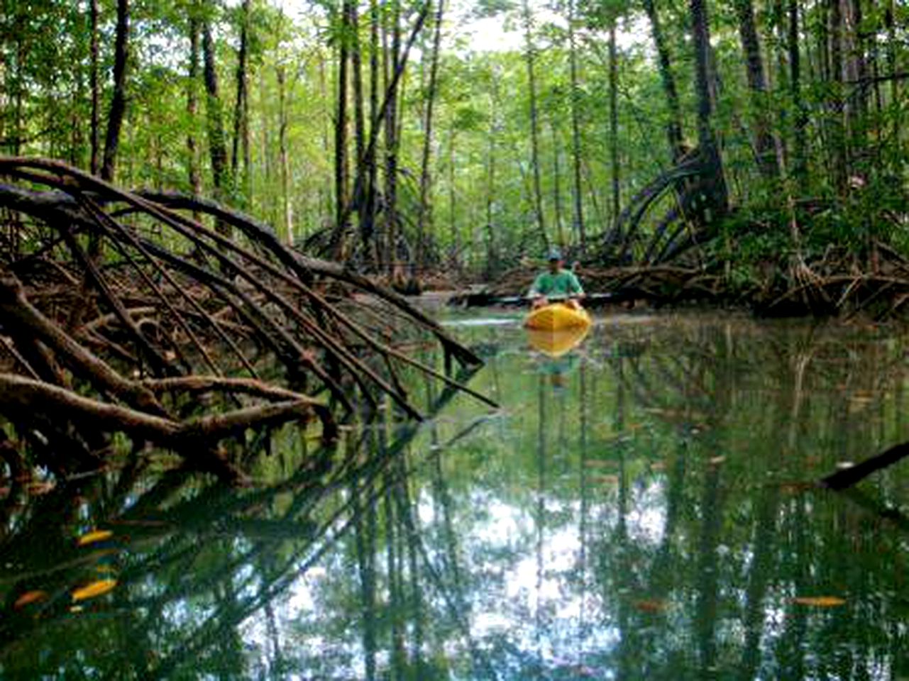 Peaceful Unique Tree House Accommodation in Puntarenas, Costa Rica