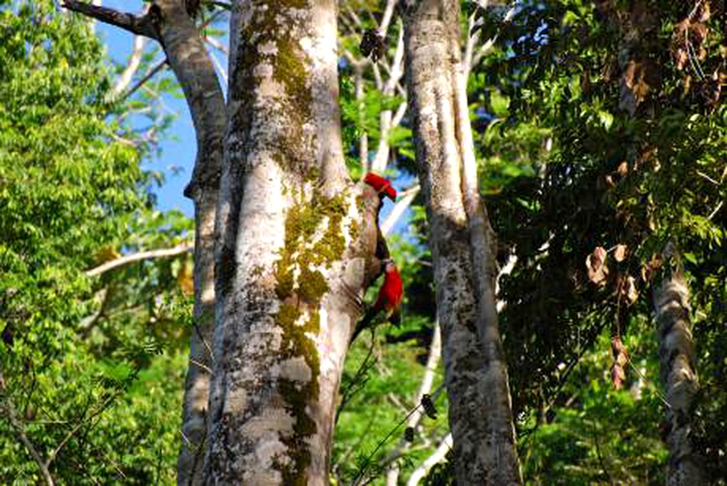 Peaceful Unique Tree House Accommodation in Puntarenas, Costa Rica