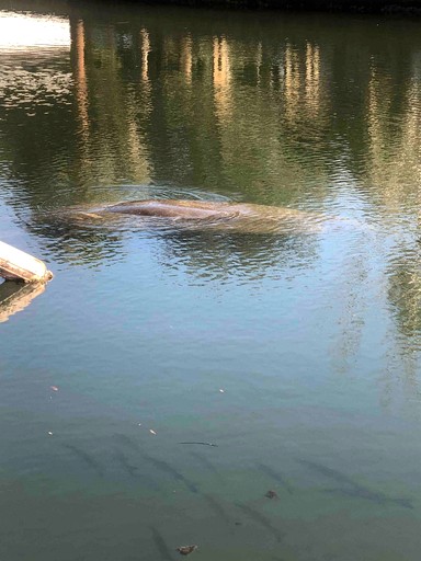 Cottages (United States of America, Weeki Wachee, Florida)
