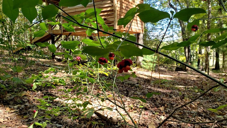 Vacation Rentals (United States of America, Grandview, Tennessee)