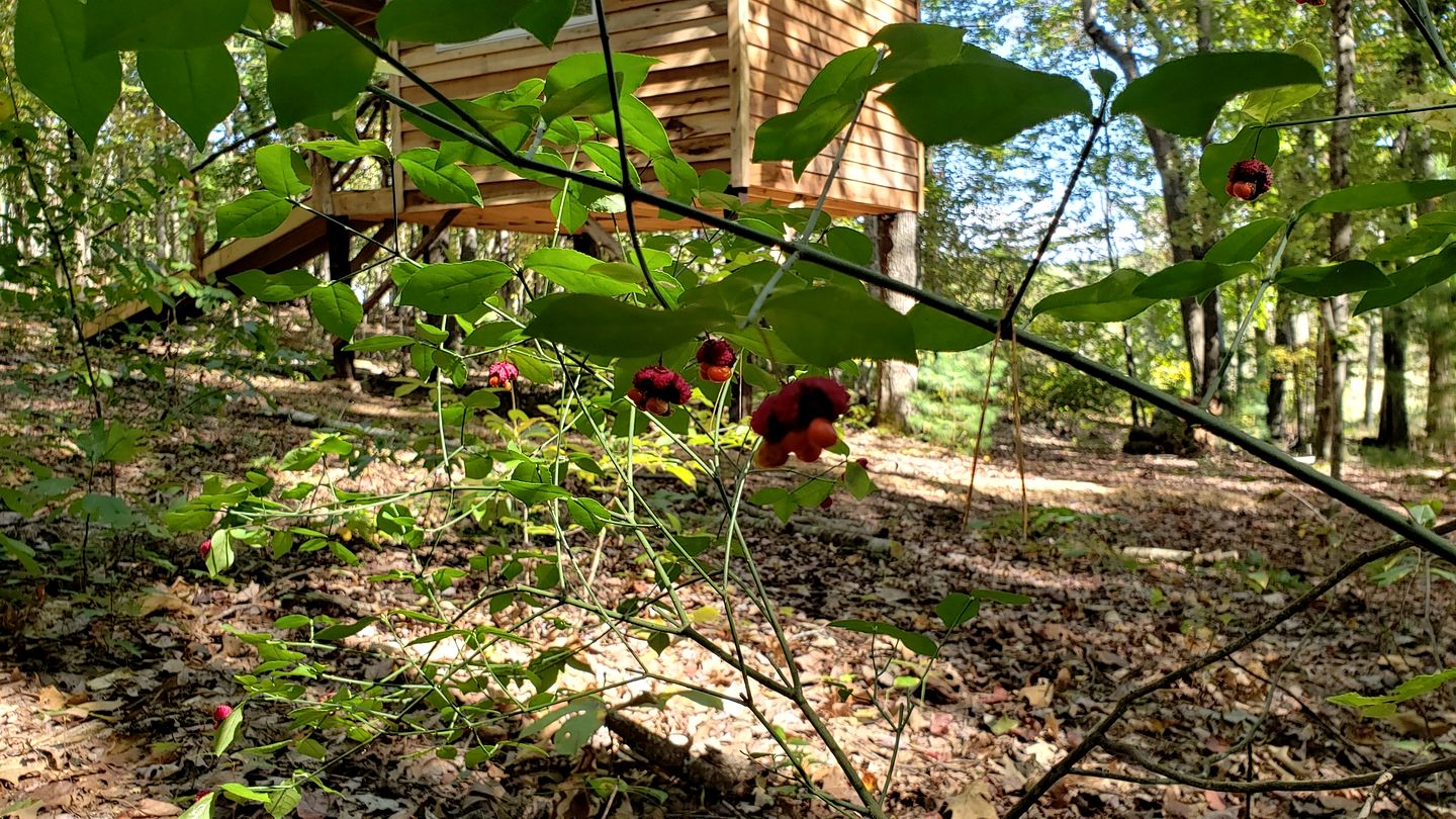Radiant Forest Vacation Rental Haven Near Piney River, Tennessee