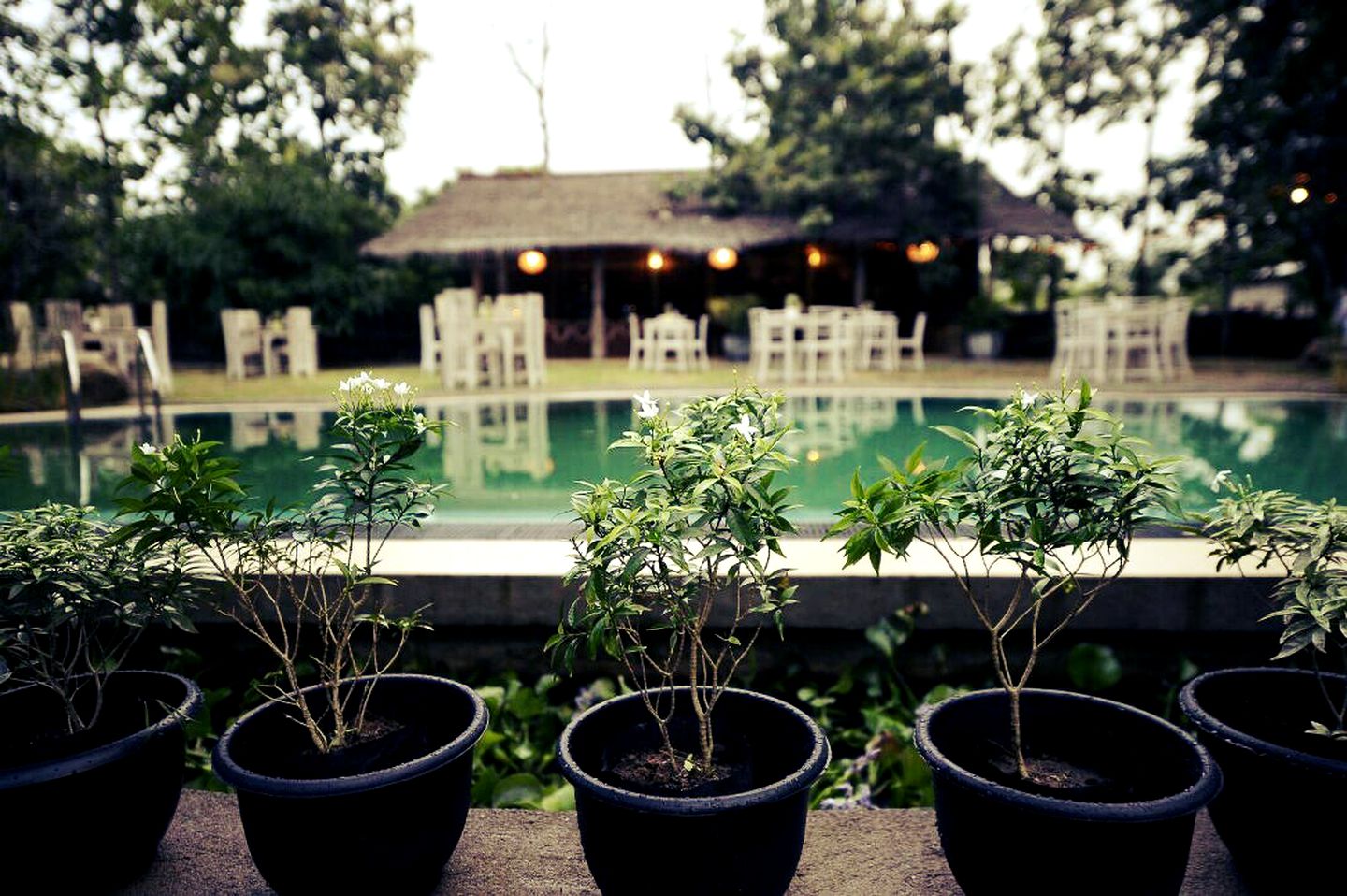 Rustic Glamping Hut with Swimming Pool Access on Resort in Wirawila, Southern Sri Lanka