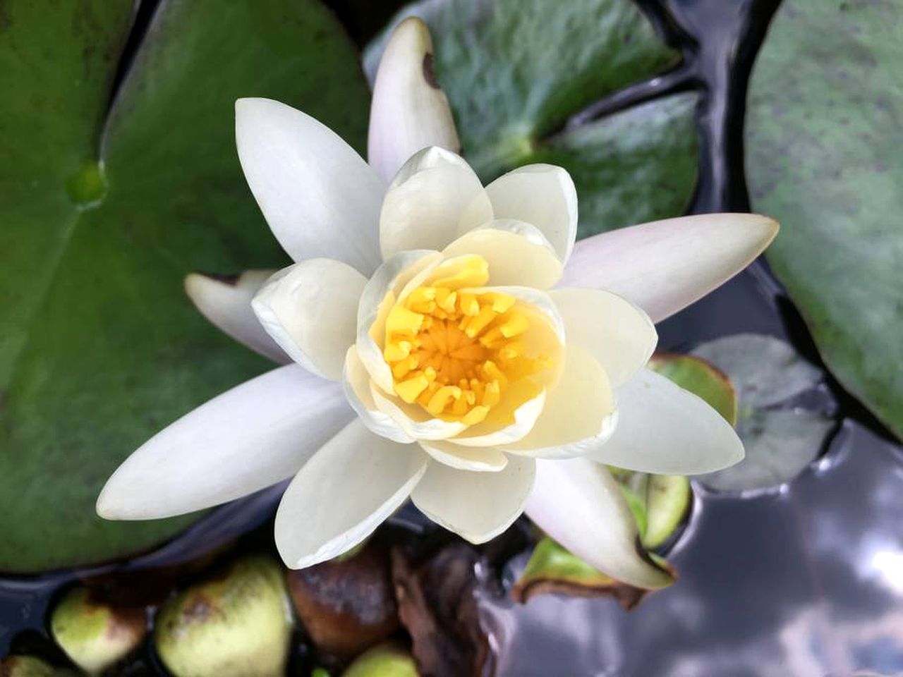 Authentic Mongolian Yurt for a Serene Healing Retreat in Saratoga Springs, New York