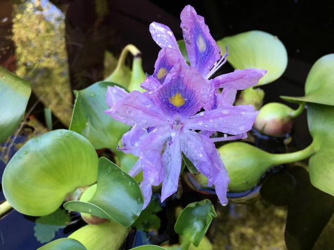 Yurts (Saratoga Springs, New York, United States)