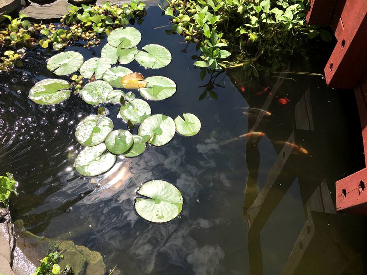 Authentic Mongolian Yurt for a Serene Healing Retreat in Saratoga Springs, New York